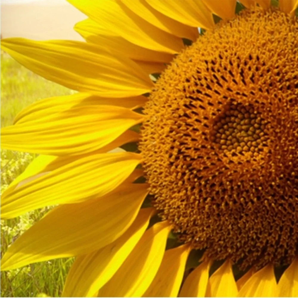 Sunflower Soy Wax Melt 2.5 oz | Melts For Wax Warmer Clamshell
